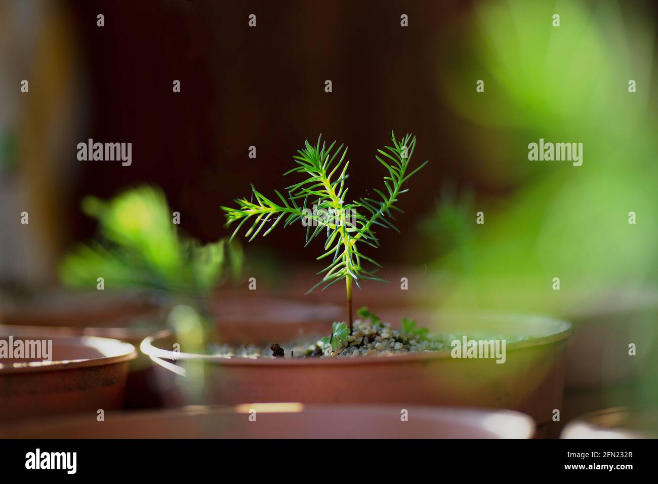 Young sequoia conifer in cultivation Stock Photo