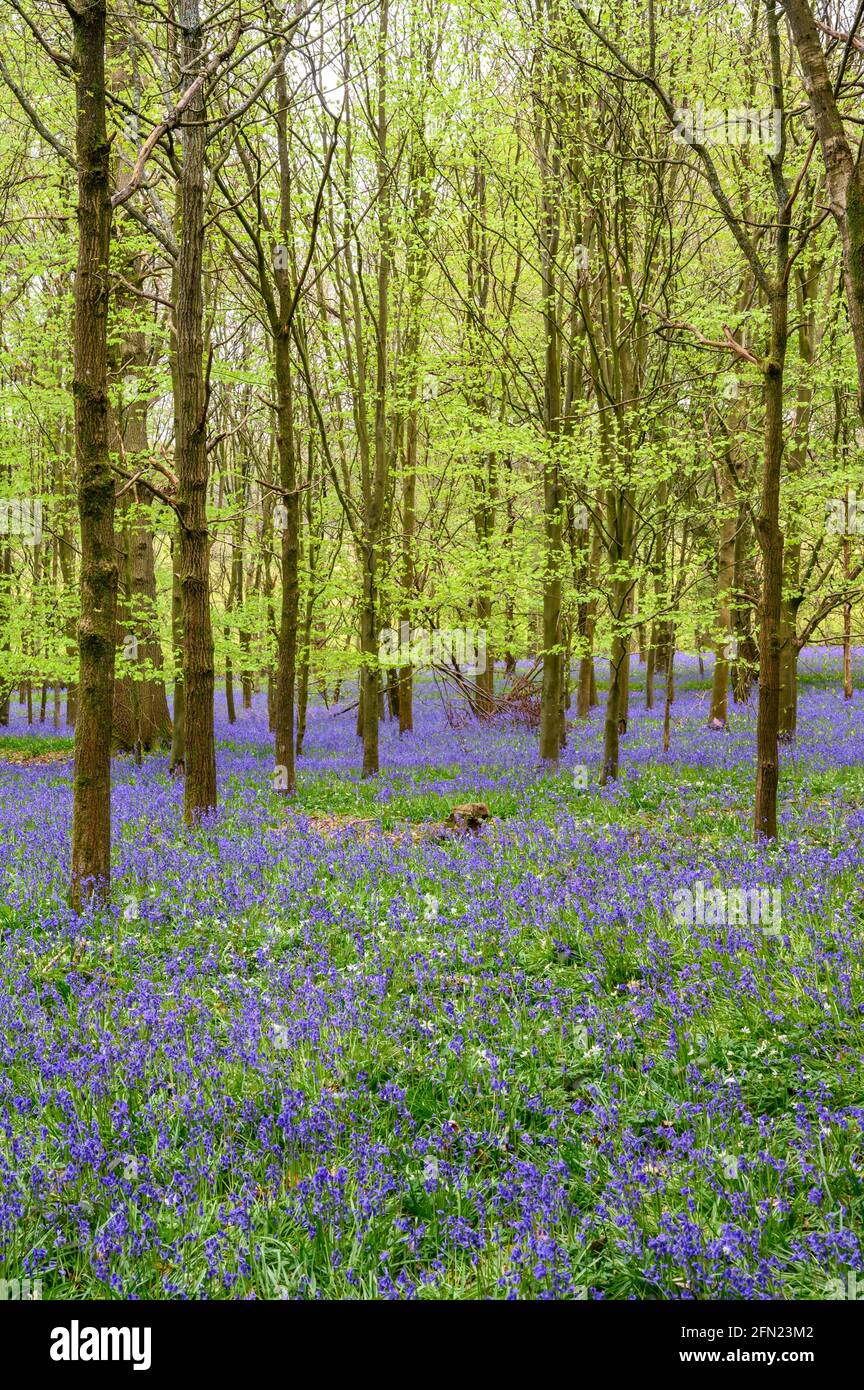 The forest floor is covered in a carpet of bluebells below the emerging canopy of bright spring leaves, Walstead in West Sussex, England. Stock Photo