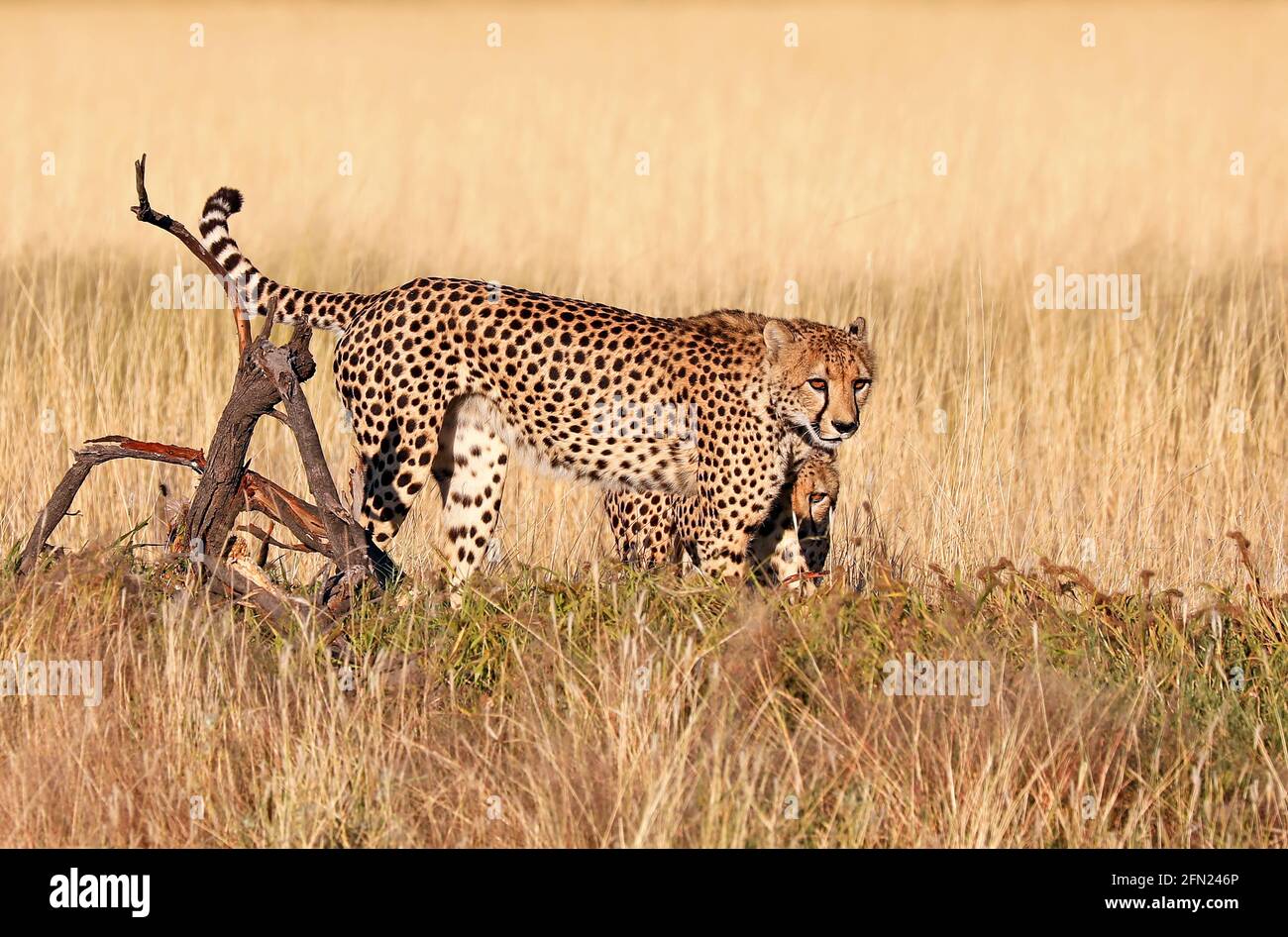 Gepard im Etosha-Nationalpark, Namibia; cheetah at Etosha National Park, Namibia, Acinonyx jubatus Stock Photo