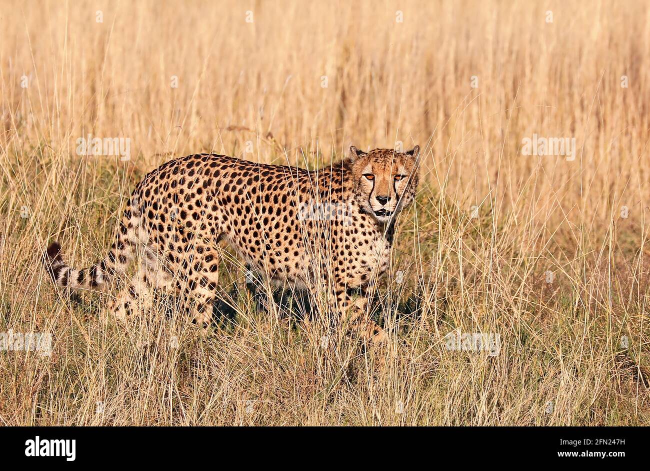 Gepard im Etosha-Nationalpark, Namibia; cheetah at Etosha National Park, Namibia, Acinonyx jubatus Stock Photo