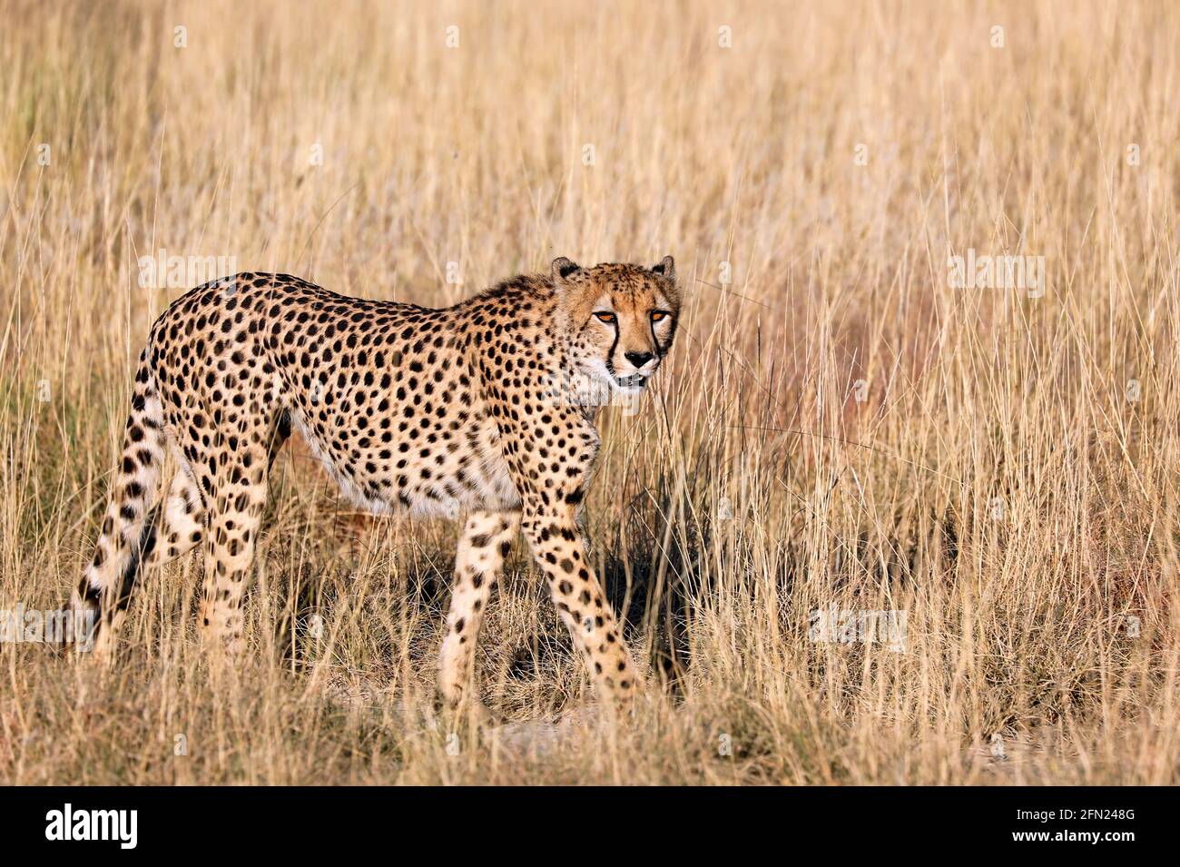 Gepard im Etosha-Nationalpark, Namibia; cheetah at Etosha National Park, Namibia, Acinonyx jubatus Stock Photo