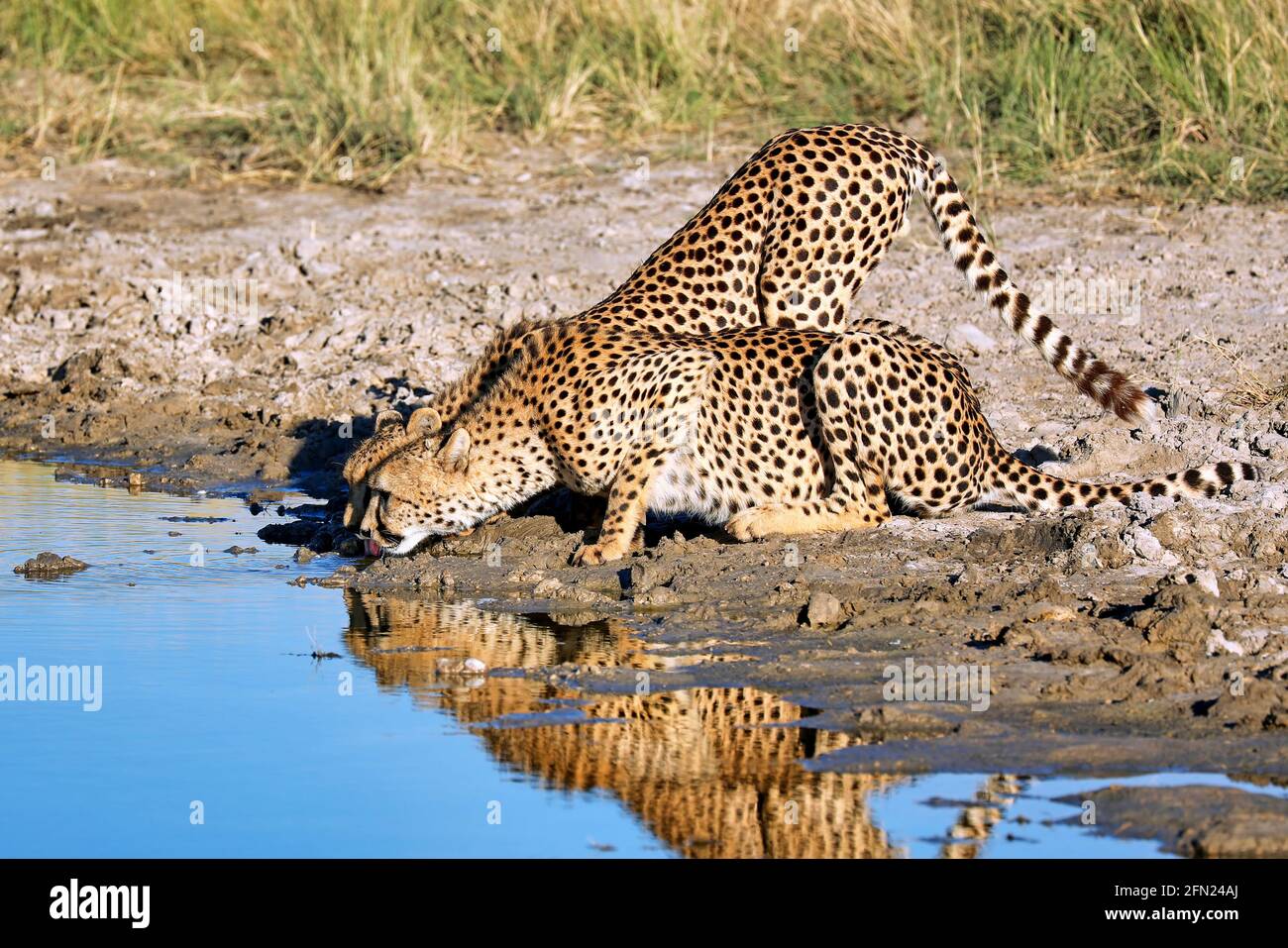 Geparde beim Trinken im Etosha-Nationalpark, Namibia; drinking cheetahs at Etosha National Park, Namibia, Acinonyx jubatus Stock Photo