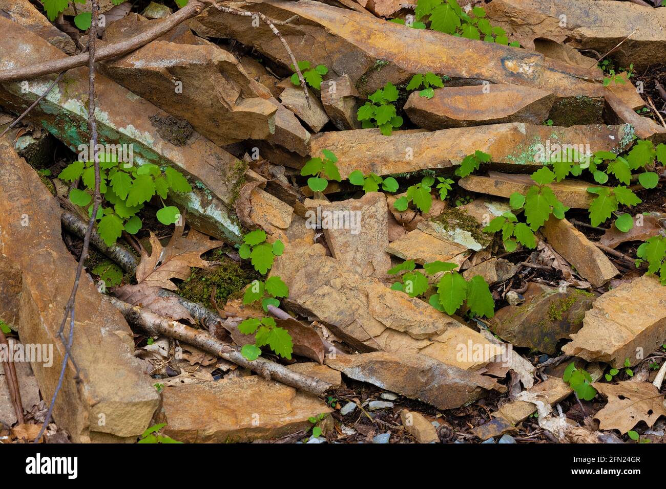 Signs of spring seen on a hike where emerging wild comumbine plants ...