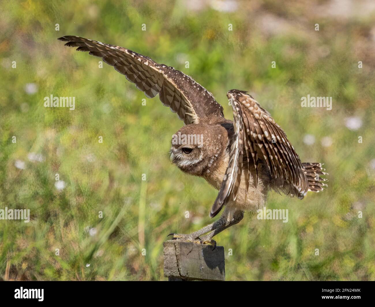 Burrowing Owl landing on perch in Cape Coral in Florida USA Stock Photo