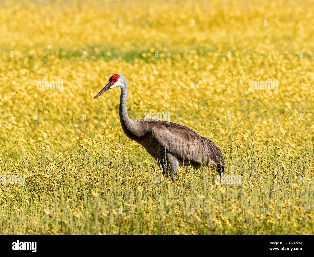 Sandhill Crane in the  Coreopsis or Tickseed wildflowers in  the Big Flats area of Myakka River State Park in Sarasota Florida USA Stock Photo