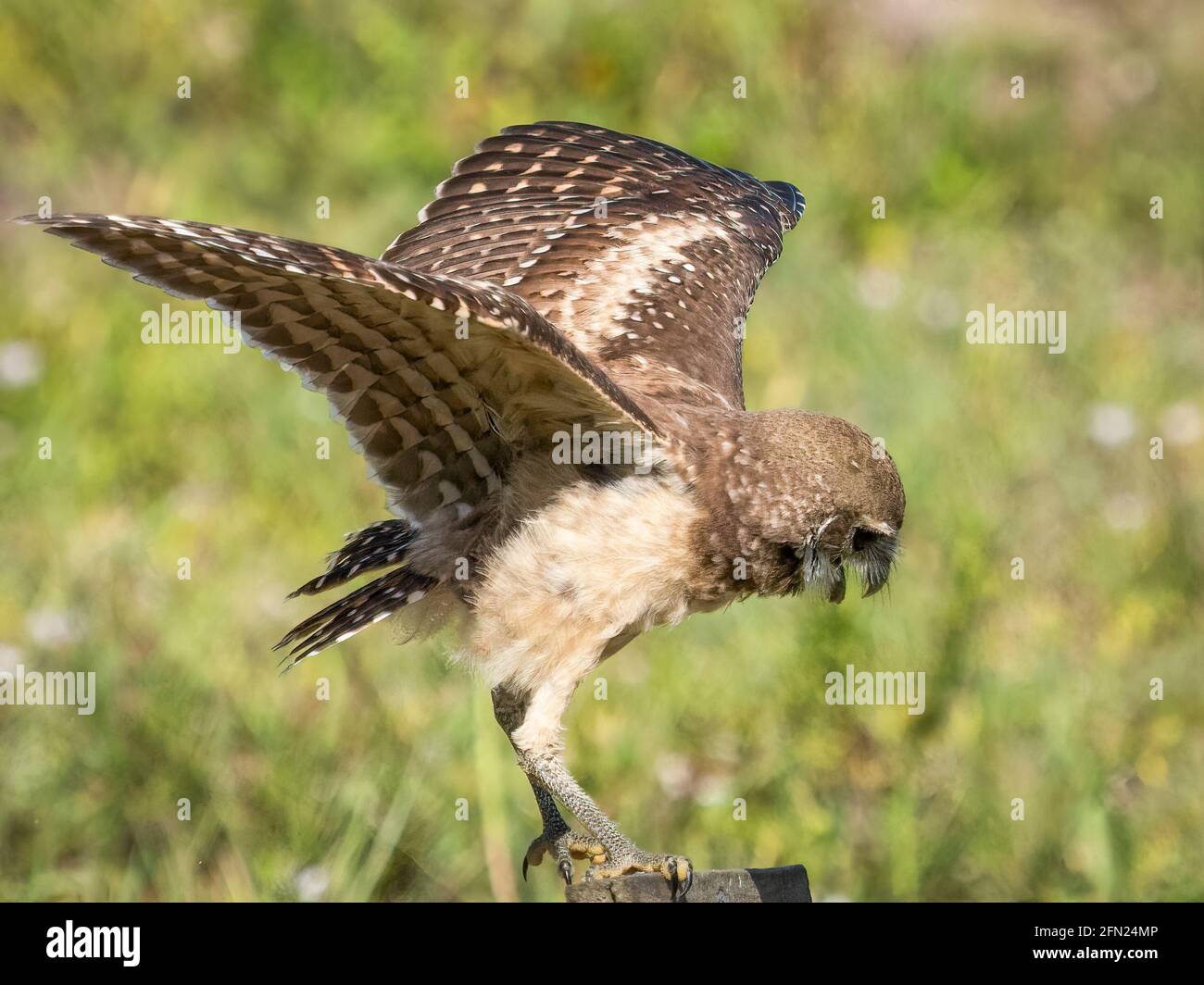 Burrowing Owl landing on perch in Cape Coral in Florida USA Stock Photo
