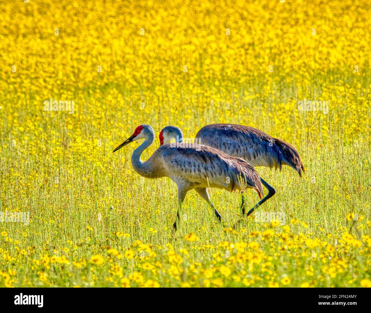 Sandhill Cranes in the  Coreopsis or Tickseed wildflowers in  the Big Flats area of Myakka River State Park in Sarasota Florida USA Stock Photo