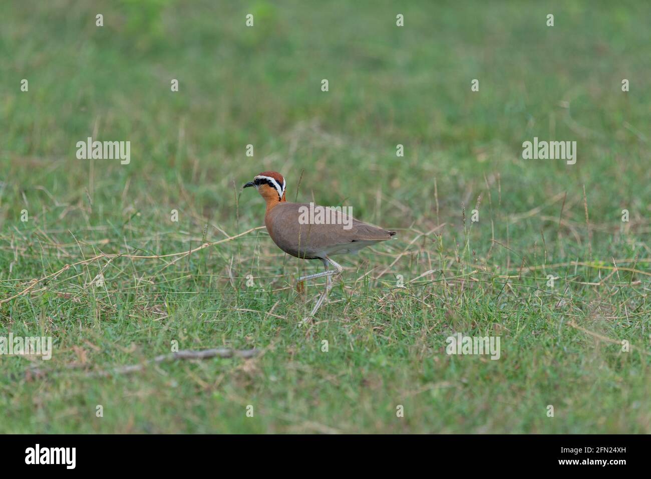 one indian courser on green grass ground Stock Photo