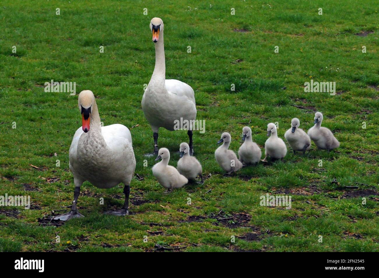 London, UK. 13th May, 2021. Swans with 7 cygnets on Barnes Pond on Barnes Green. Rain on the Thames at Chiswick. Credit: JOHNNY ARMSTEAD/Alamy Live News Stock Photo