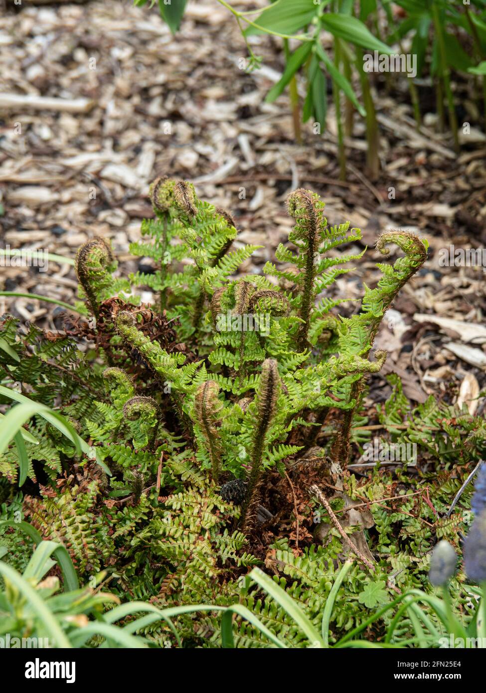 The unfurling new fronds of Dryopteris affinis Crispagrowing in a border Stock Photo