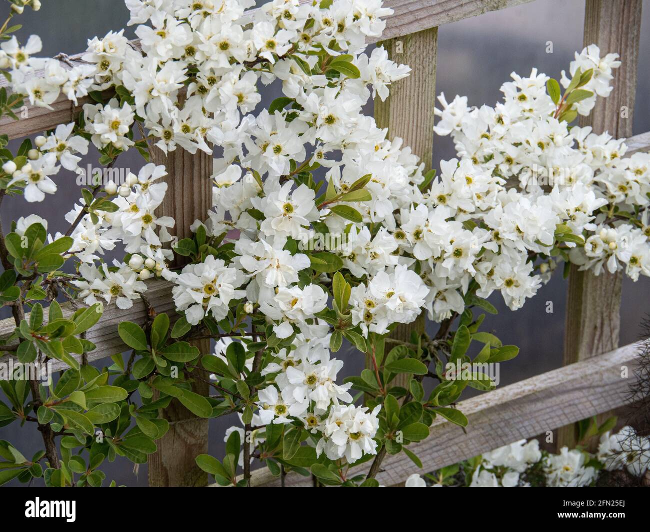 The clear white flowers of Exochorda grandiflora Niagara on a plant trained against a wooden trellis Stock Photo