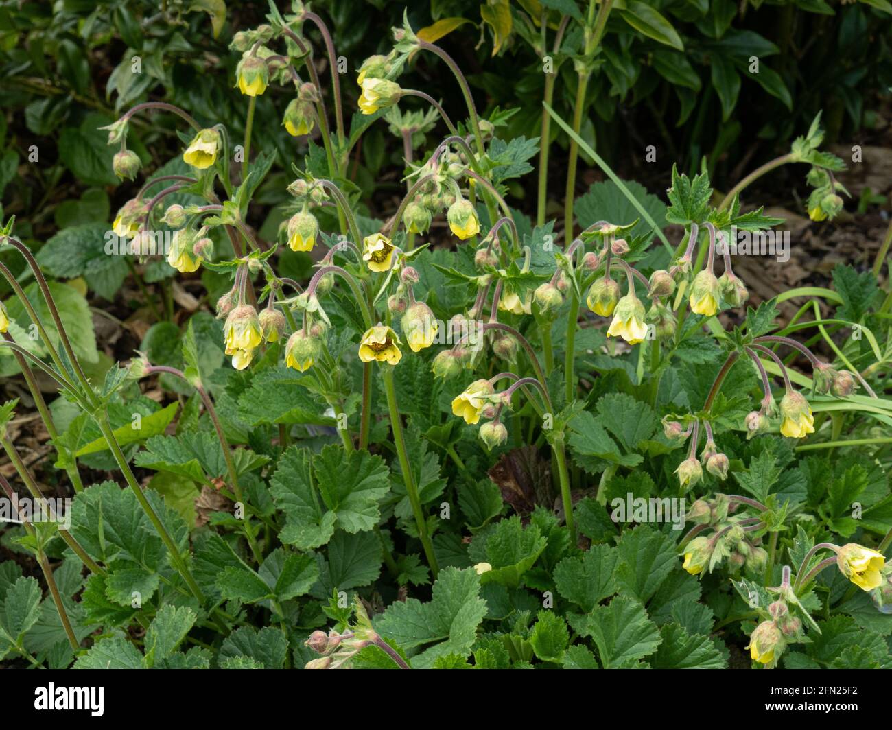 A plant of Geum x intermedium growing in the front of a borfder showing the yellow hanging bell-shaped flowers Stock Photo