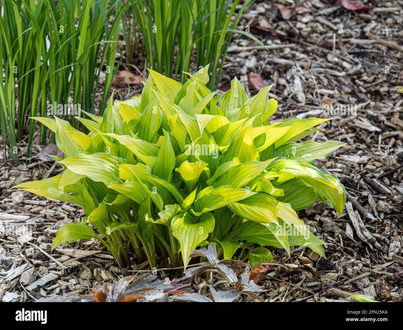Th bright yellow foliage of Hosta Chinese Sunrise growing in a border Stock Photo