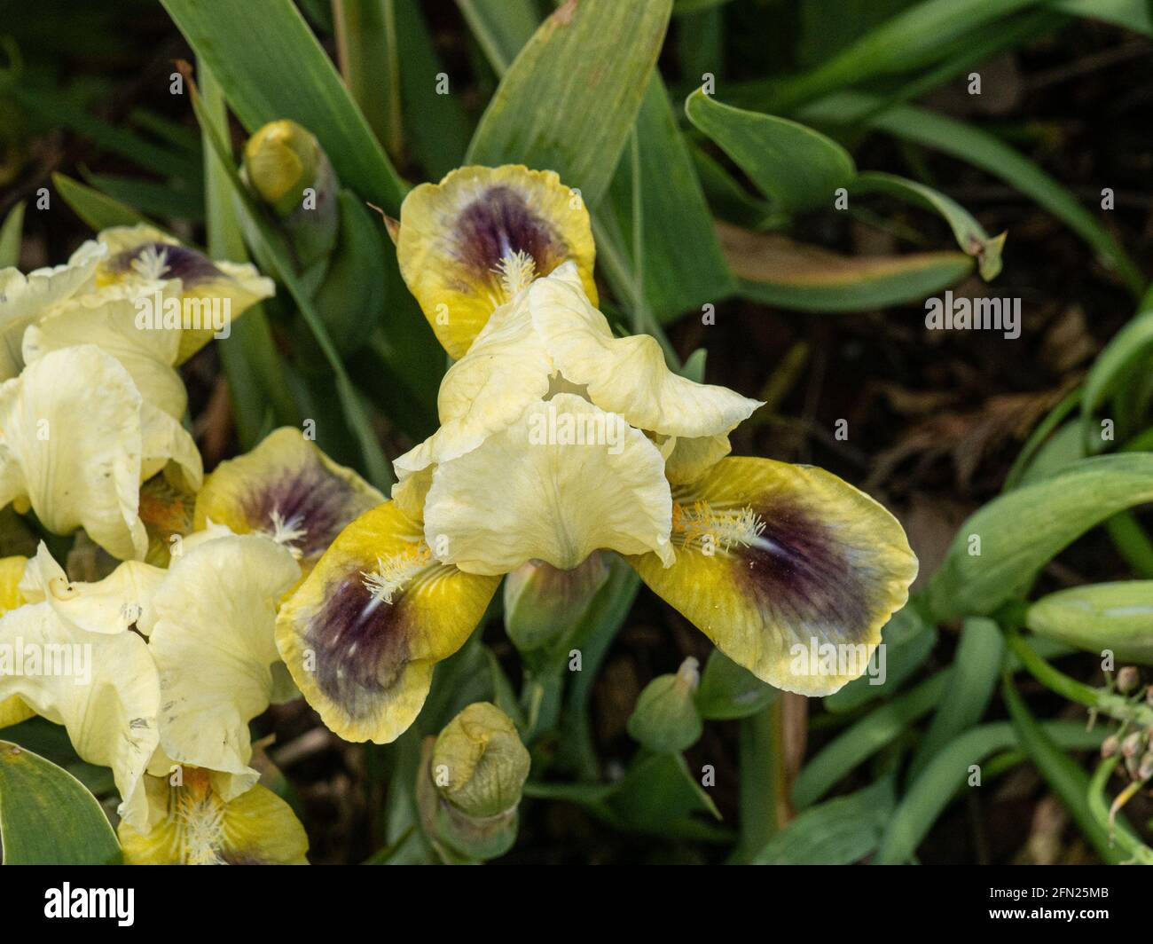 A close up of a single flower of the yellow dwarf Iris Bright Eyes Stock Photo