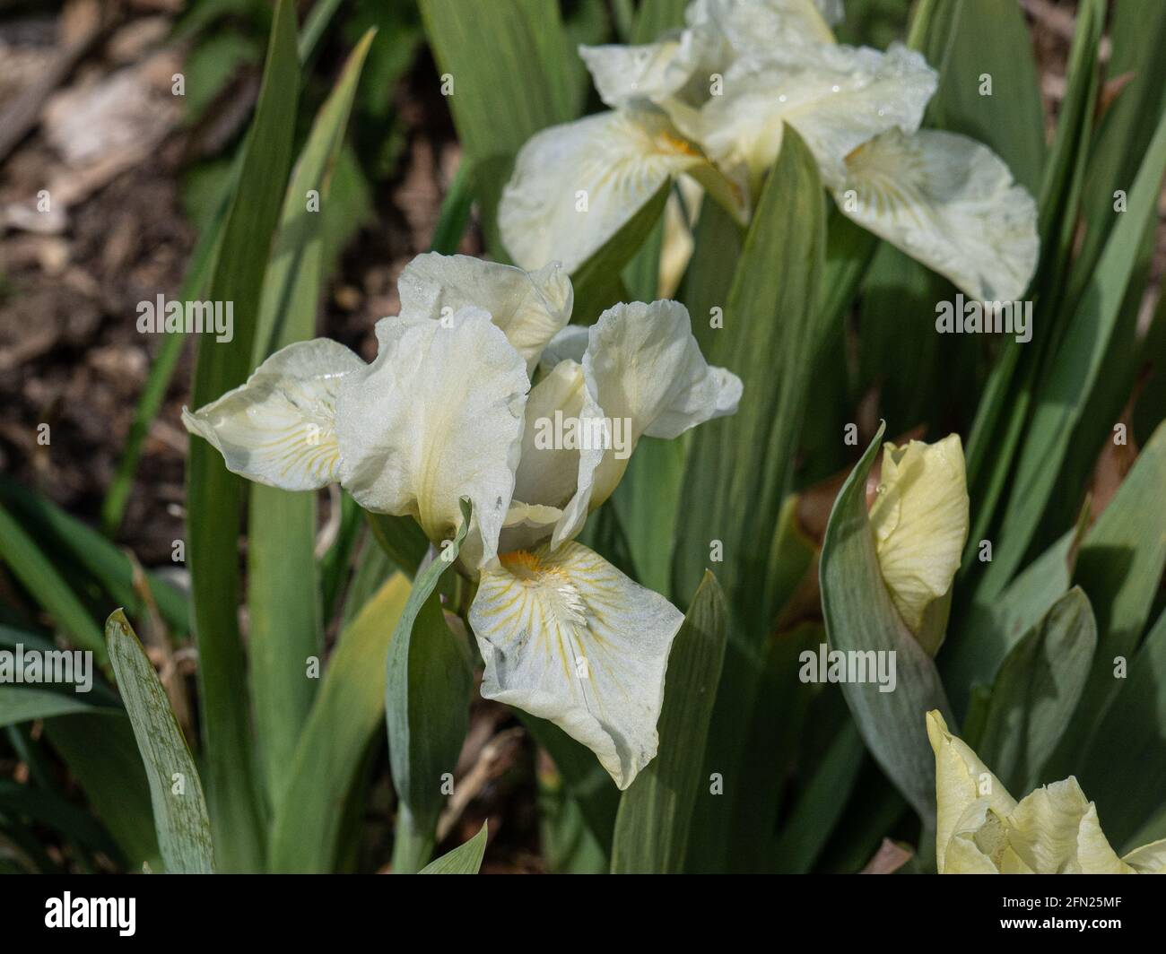 A single green tinged flower of the dwarf beard Iris Green Halo Stock Photo