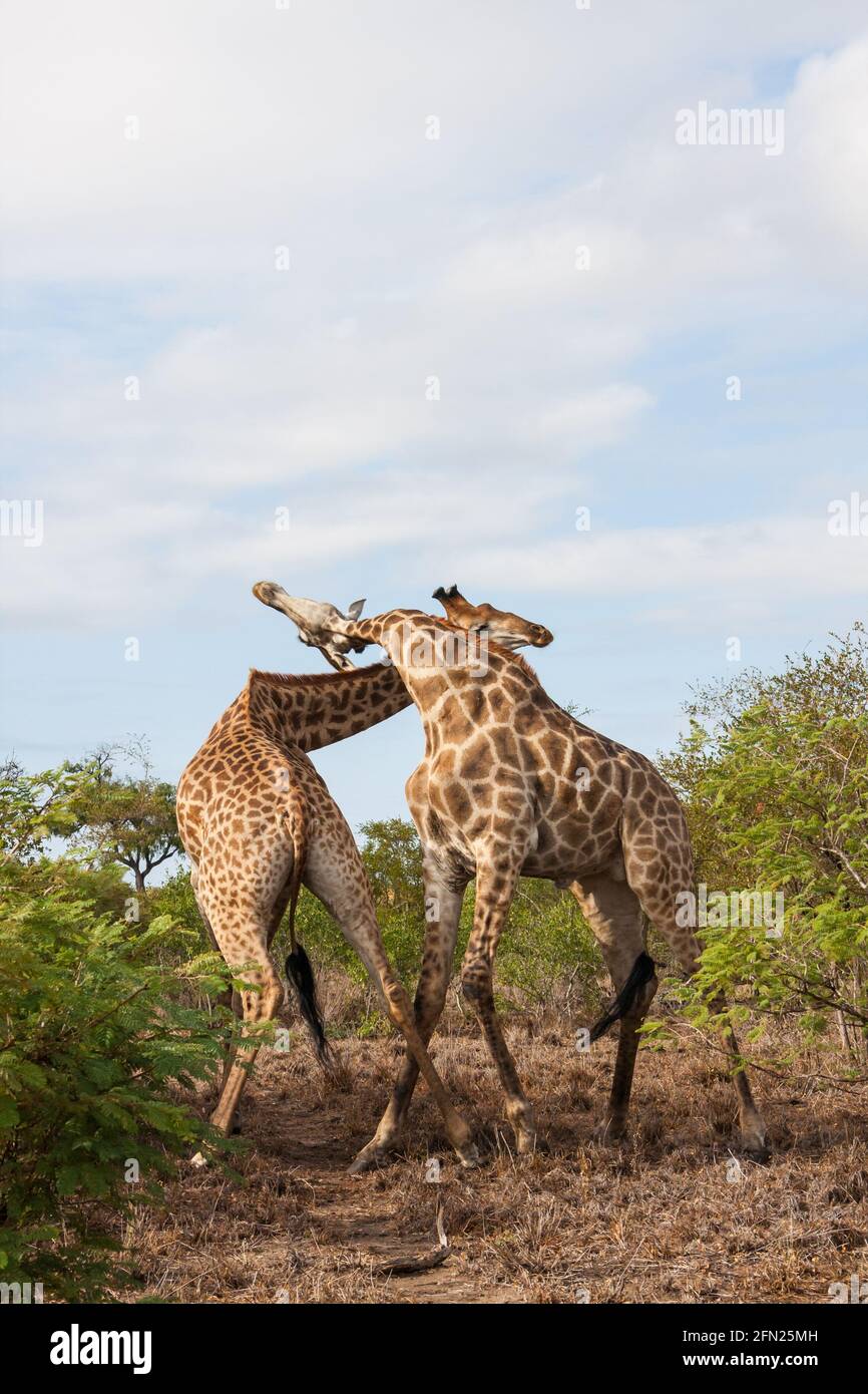 Pair of adult male giraffes fighting for dominance in Kruger National Park,  South Africa Stock Photo - Alamy, image size:866x1390
