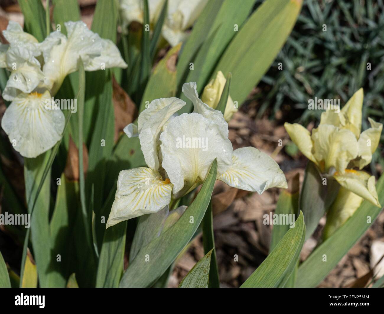 A single green tinged flower of the dwarf beard Iris Green Halo Stock Photo