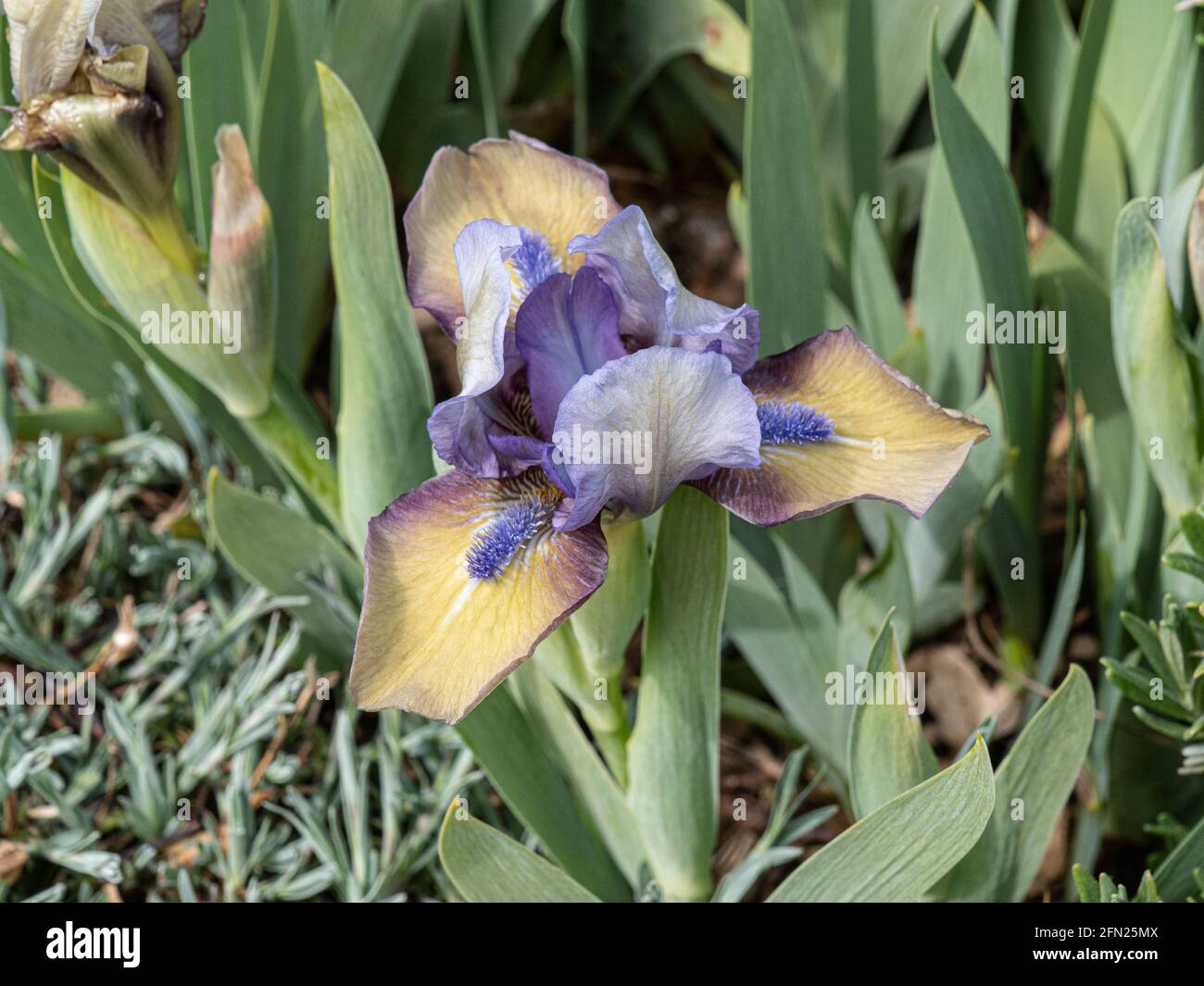 A close up of a single creamy lilac flower of the dwarf Iris Hocus Pocus Stock Photo