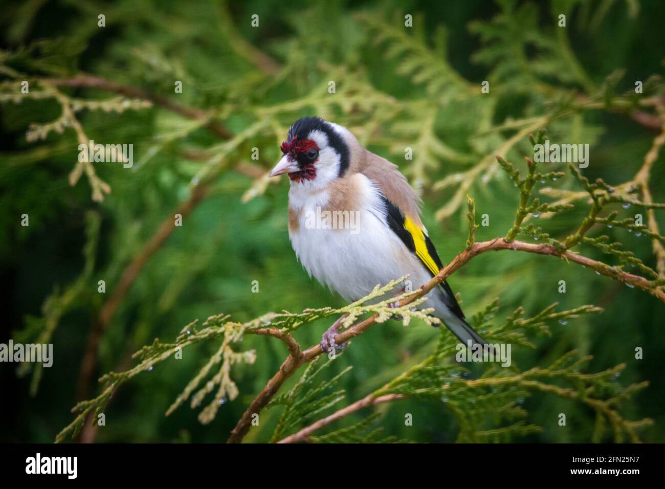 Stieglitz hires stock photography and images Alamy