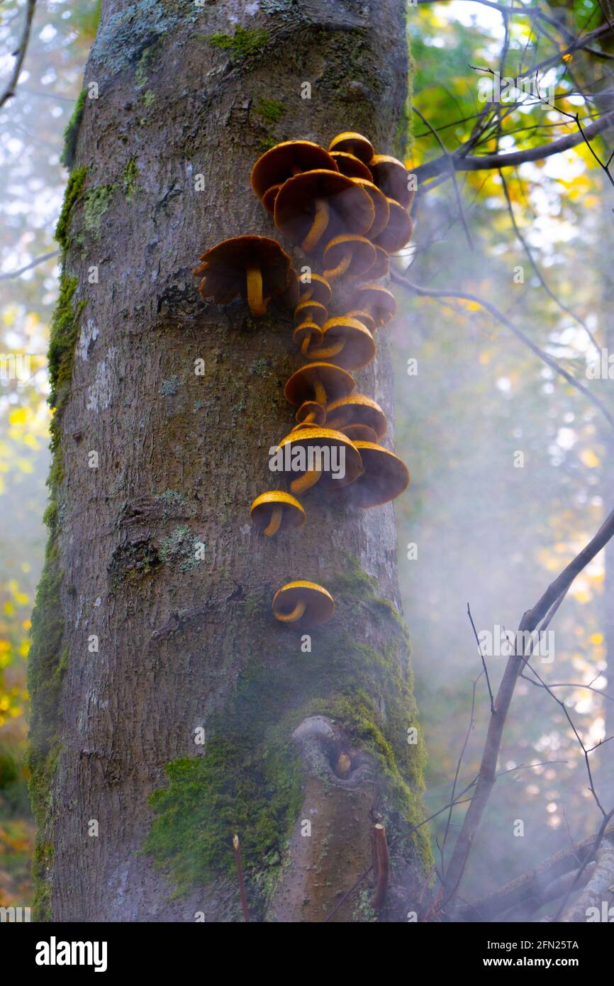 Mushrooms growing on a tree trunk Stock Photo - Alamy