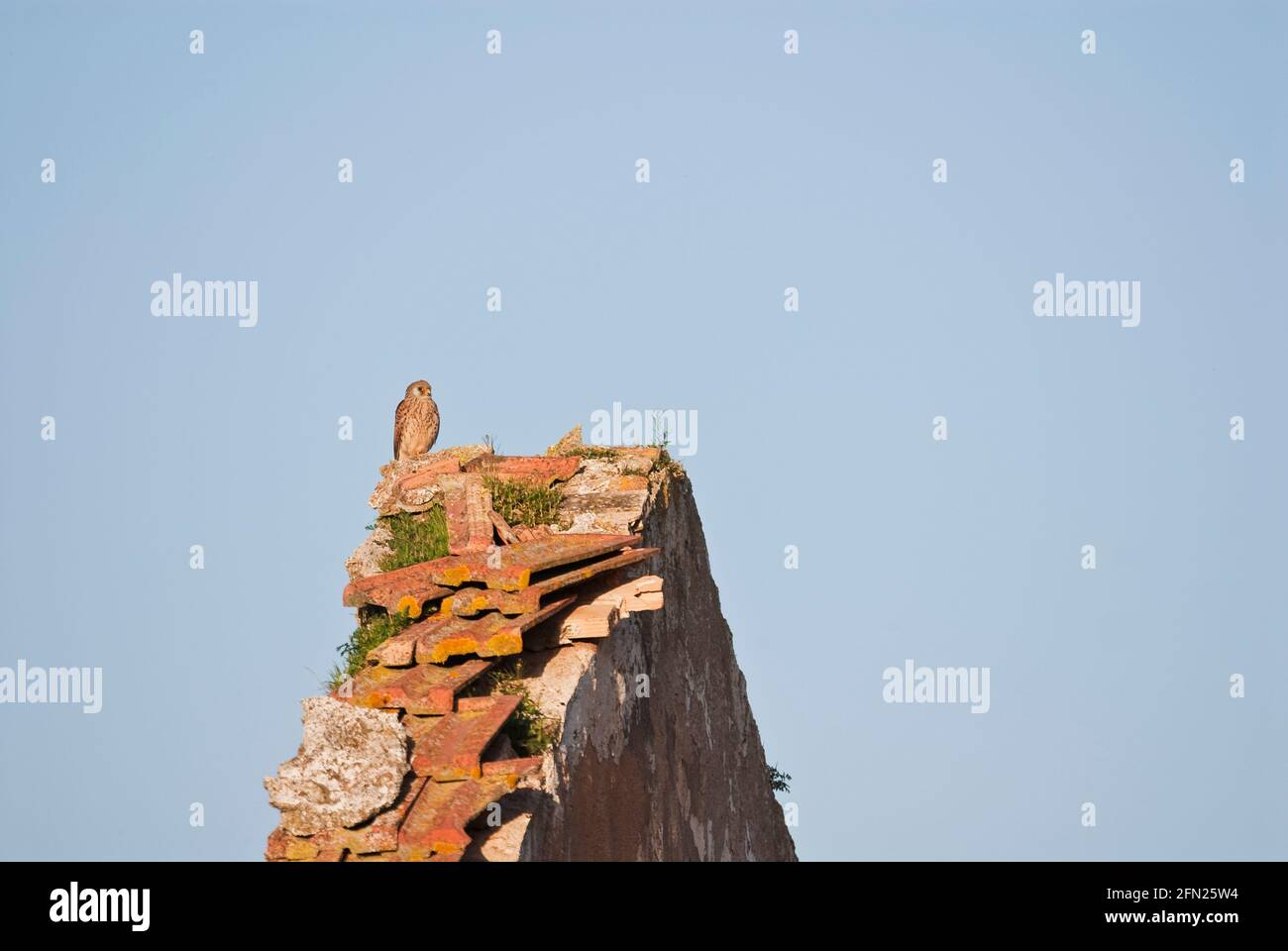 Lesser kestrel (Falco naumanni).  Female perched on top of ruined house.  Malaga, Andalusia, Spain. Stock Photo