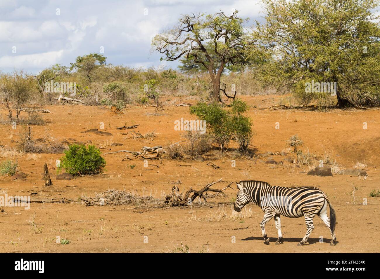Scenic landscape view of solitary adult zebra walking alone through the sandy bushveld in Kruger National Park, South Africa Stock Photo