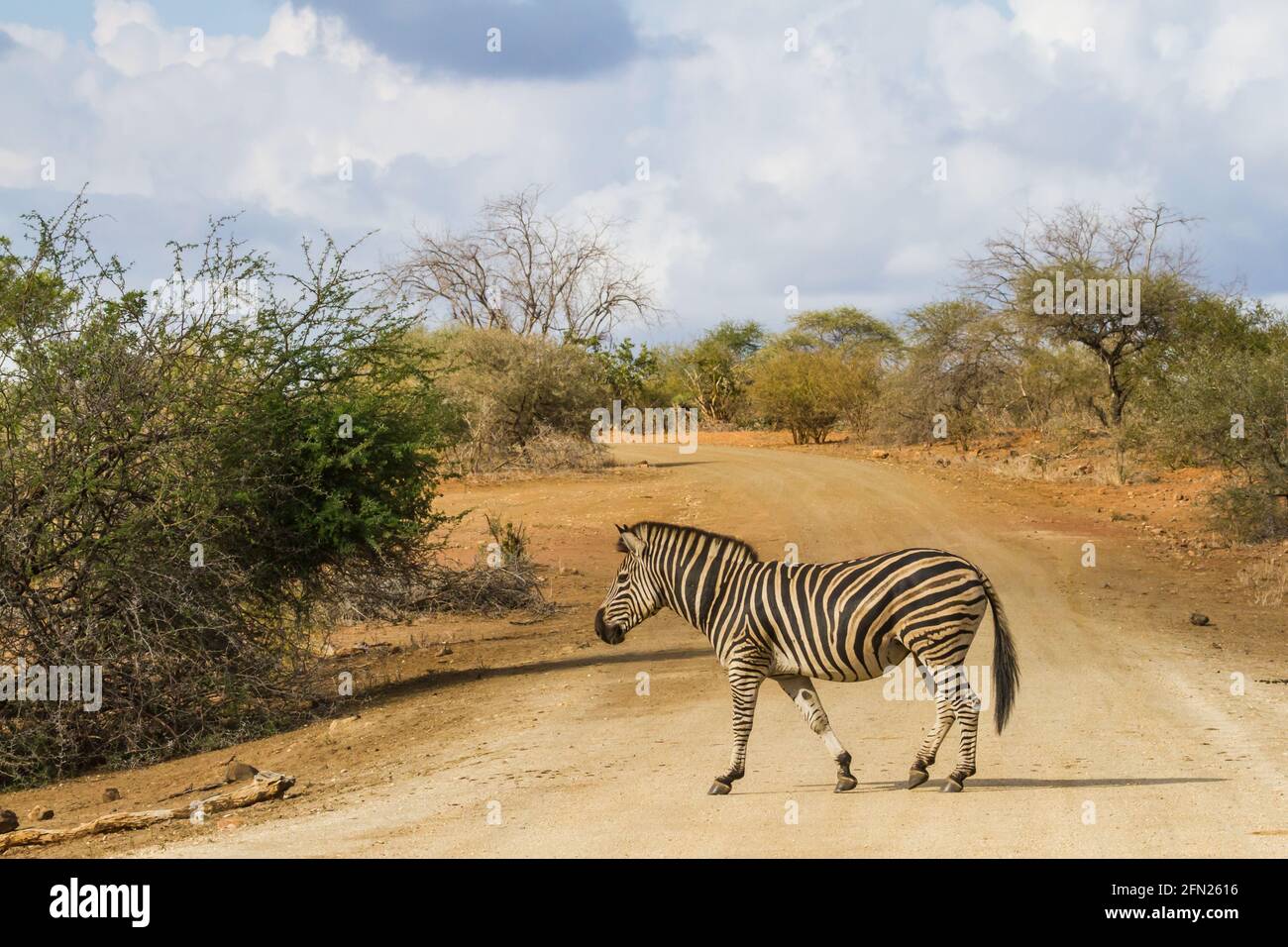 The Zebra Derby Cane