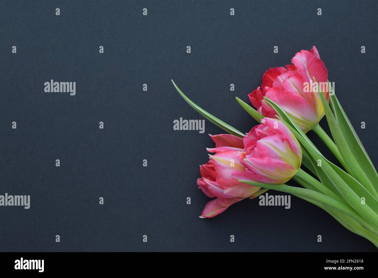 Bouquet of pink tulips with green leaves on a dark background. Floral background. Copy space Stock Photo