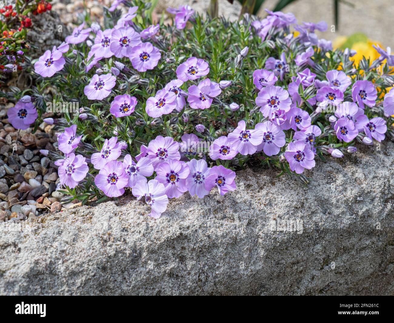 The alpine phlox Phlox douglasii Boothman's Variety flowering on the dge of a sink garden Stock Photo