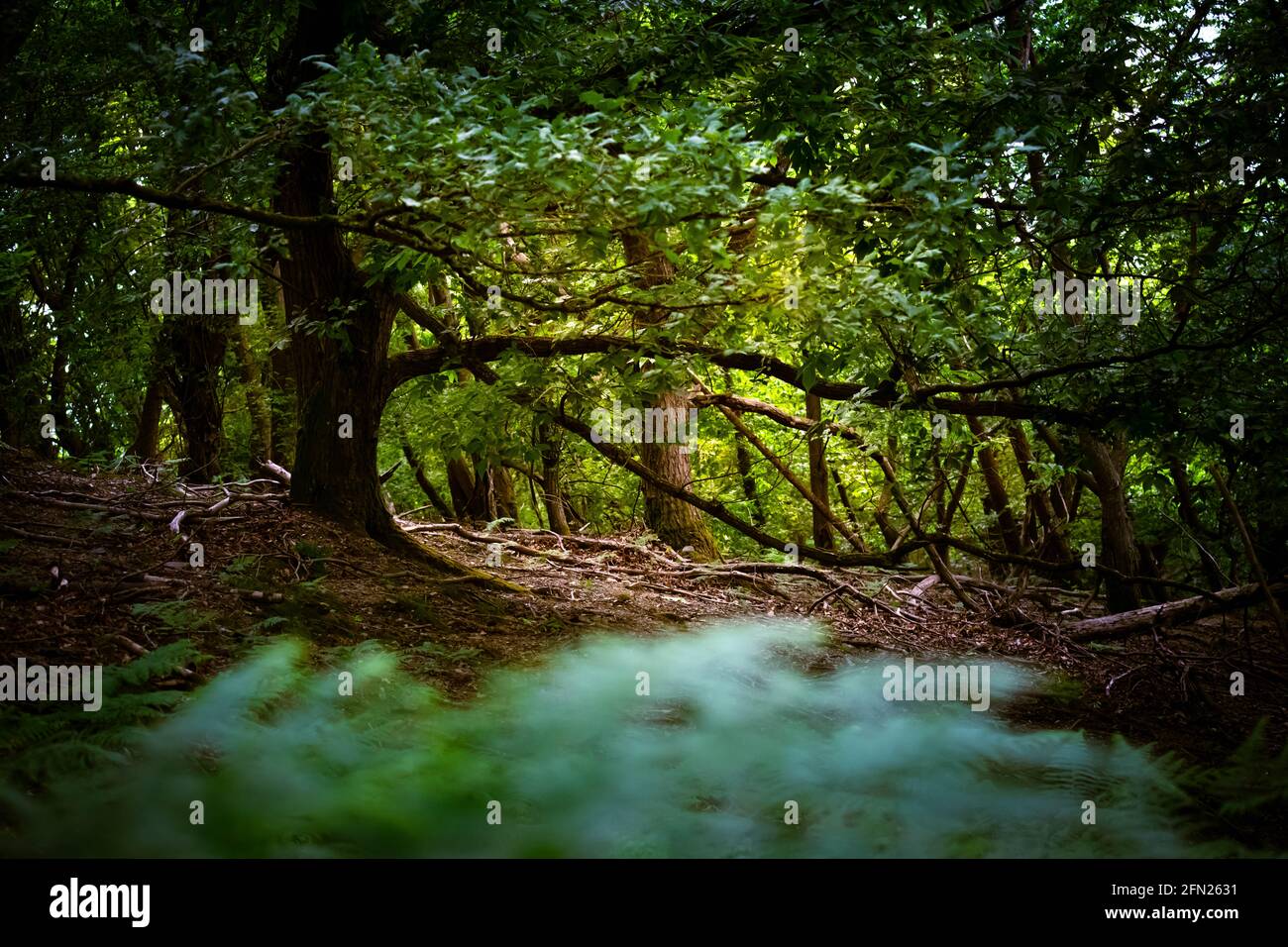 An arch made of tree branches in deep forest Stock Photo - Alamy