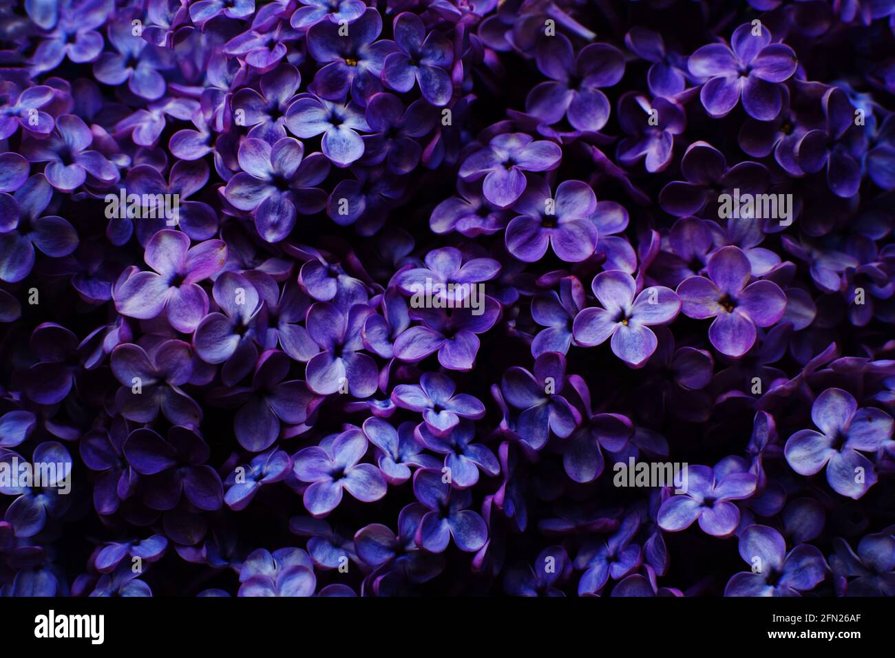 Beautiful purple background from lilac flowers close-up. Spring flowers of  lilac. Dark photo Stock Photo - Alamy, image size:1300x956