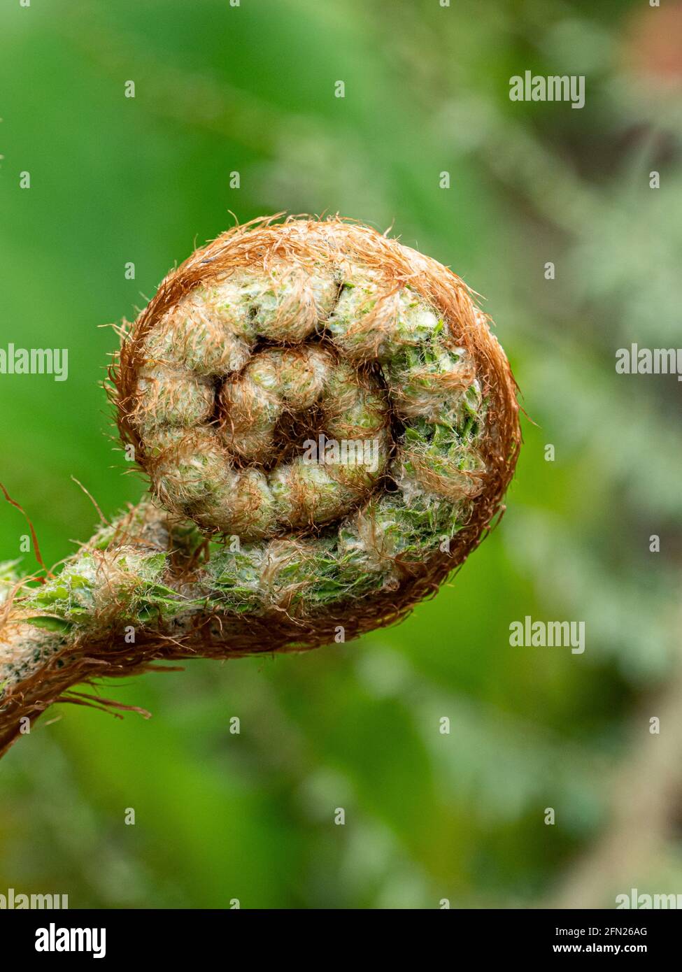 A close up of a single unfurling frond of the fern Polystichum setiferum Actilobum group Stock Photo