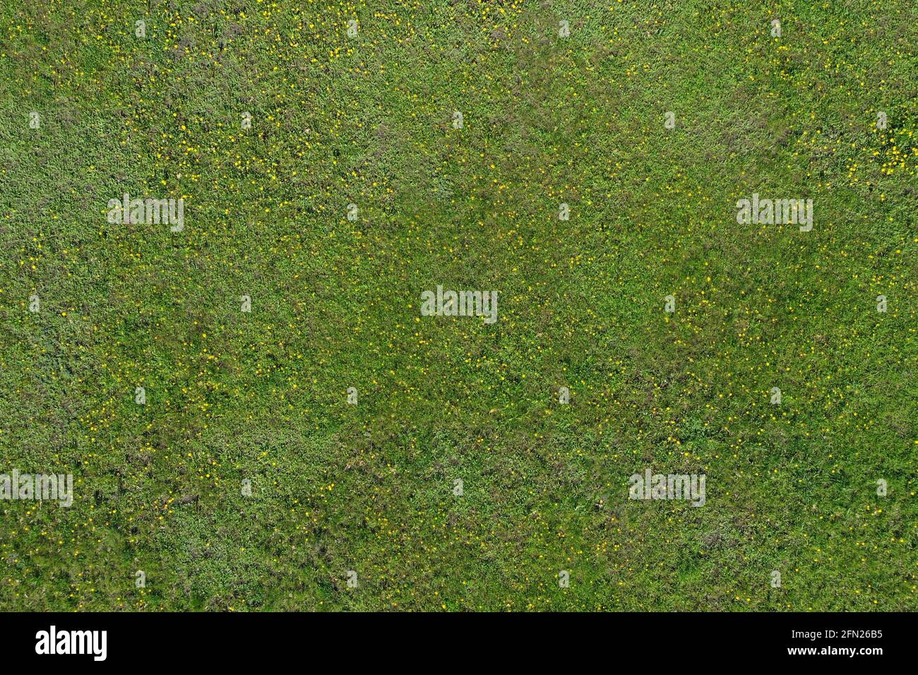 Top view of green grass and yellow dandelions, natural background Stock Photo