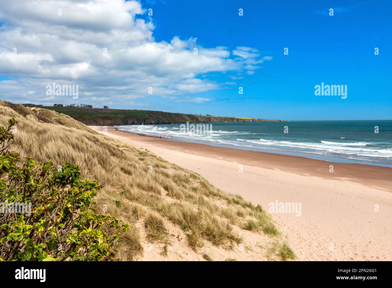 LUNAN BAY AND BEACH ANGUS SCOTLAND THE SWEEP OF THE BAY WITH SANDY BEACH AND PEOPLE IN THE BLUE SEA Stock Photo