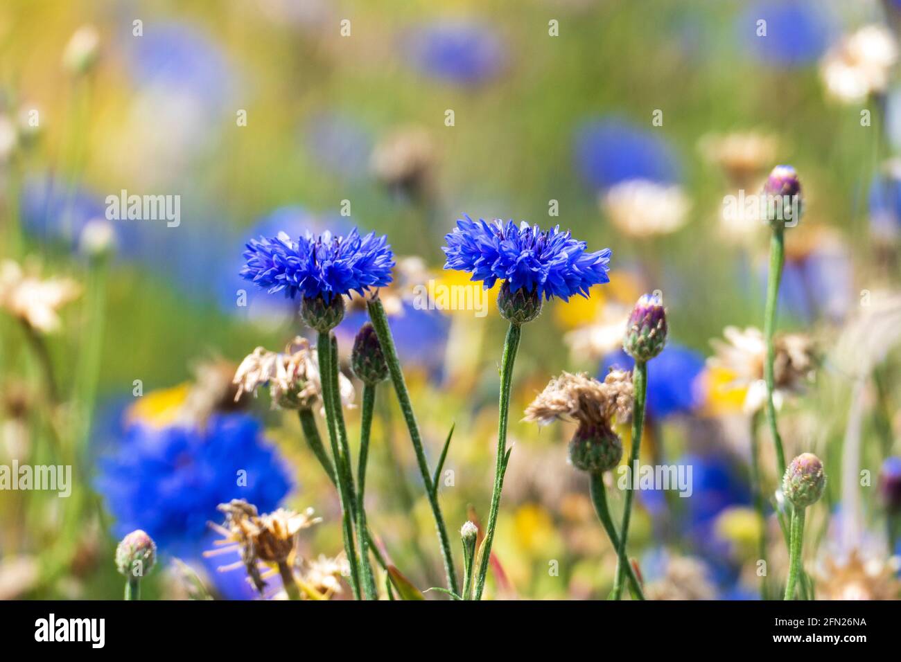 Blaue Kornblume, cyanus segetum, am Rande eines Getreide Feld Stock Photo