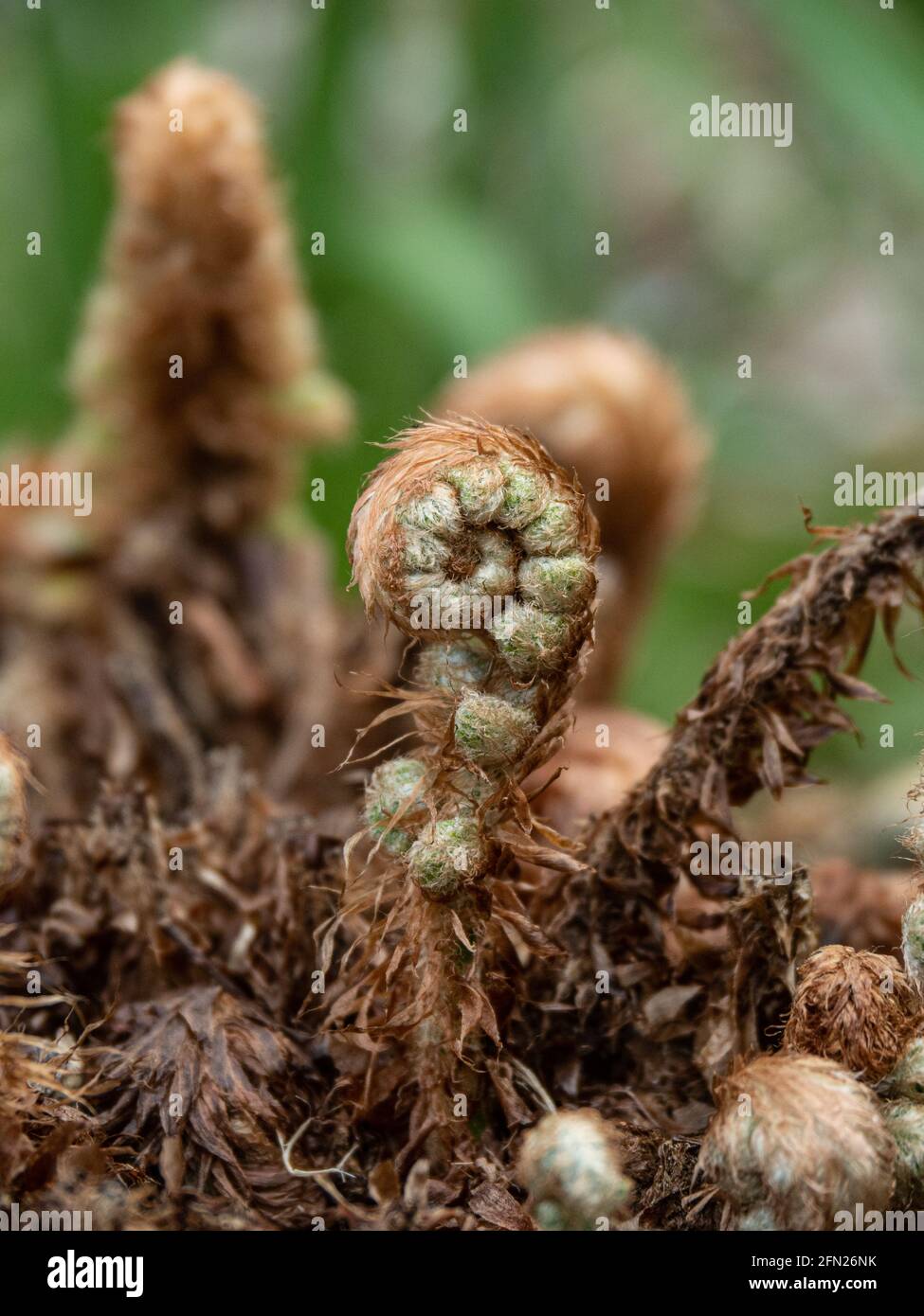 A close up of the unfurling fronds of the fern Polystichum setiferum Plumosomultilobum group Stock Photo