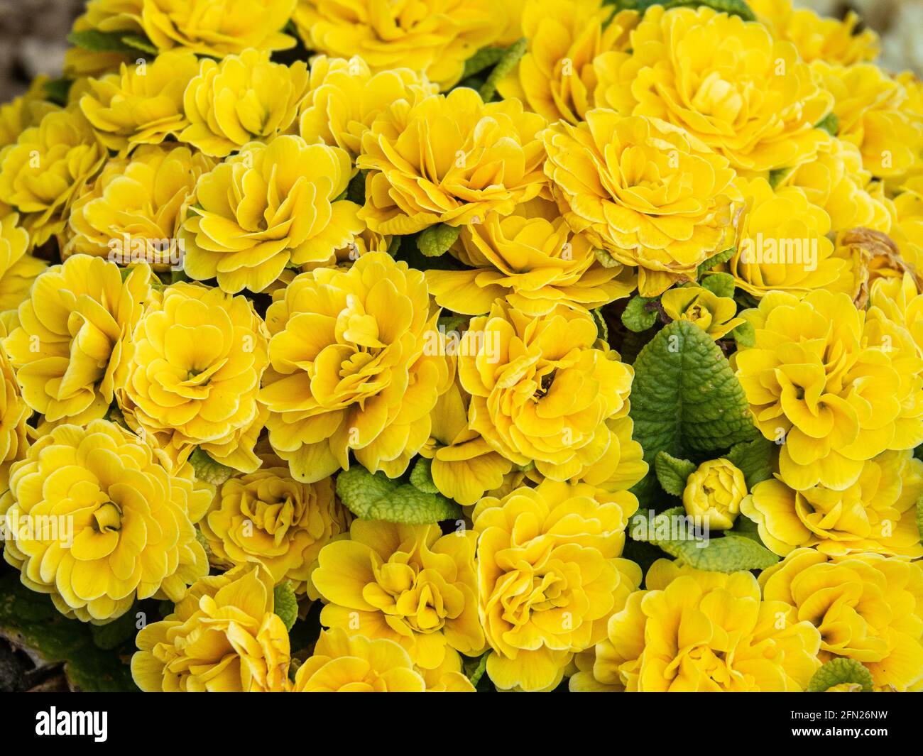 A plant of the double golden yellow primrose Primula Prima Balarina Goldie covered in flowers Stock Photo