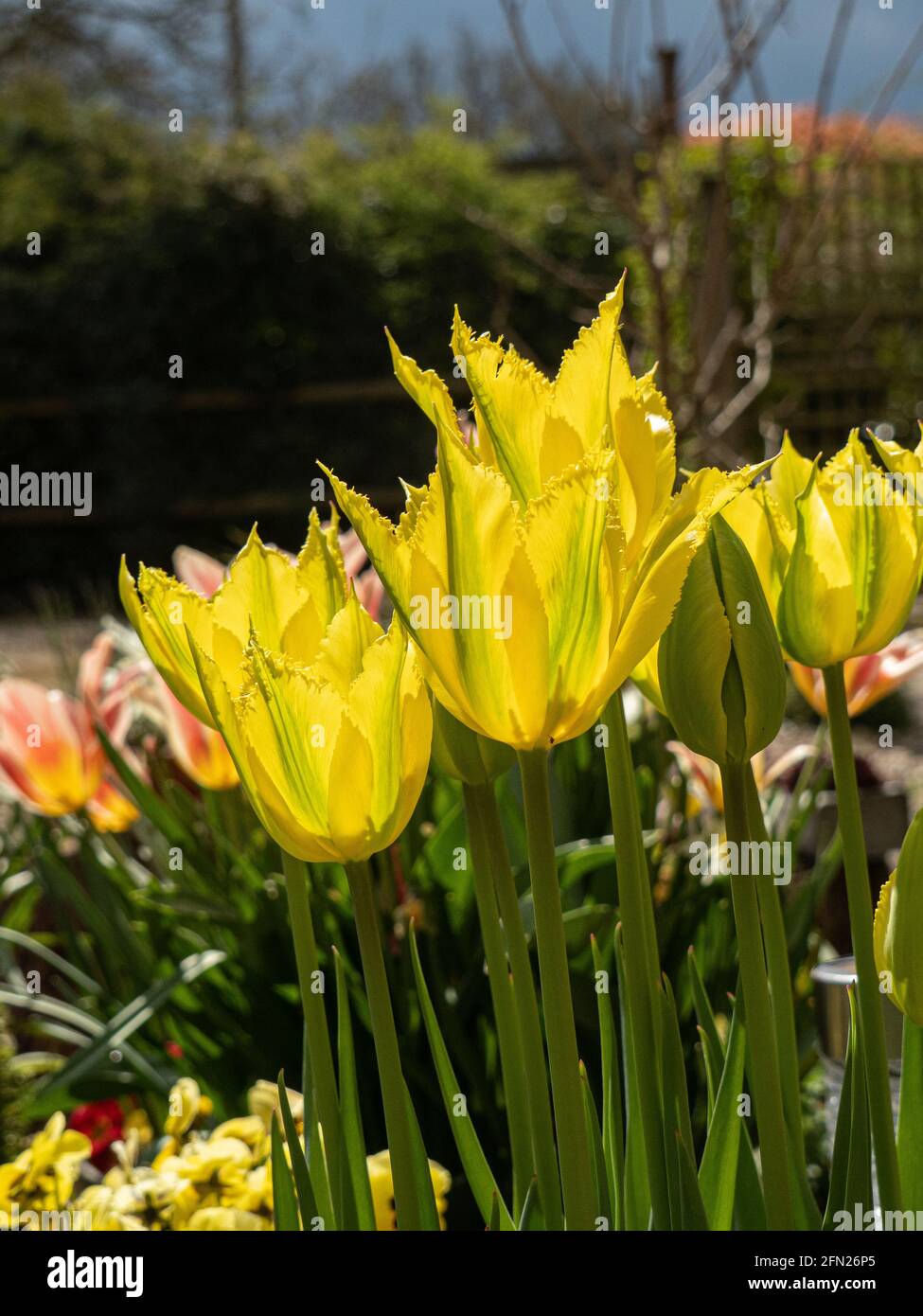 A group of the lemon and lime green flowers of the viridiflora Tulip 'Green Mile' Stock Photo