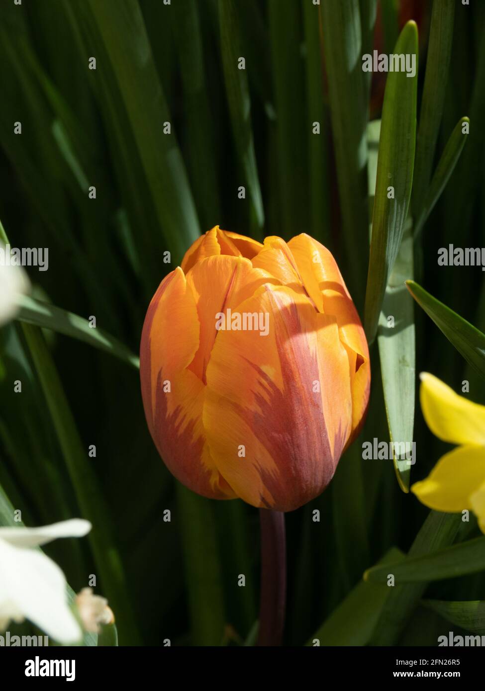 Aclose up of a single flower the orange and red parrot tulip Princess Irene Stock Photo