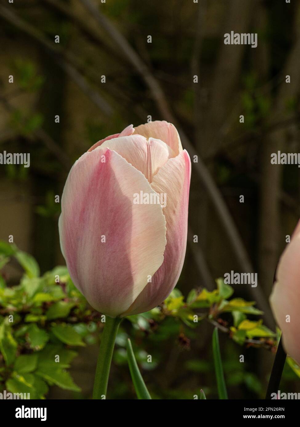 A close up of a single salmon pink flower of the tulip Salmon Van Eijk Stock Photo