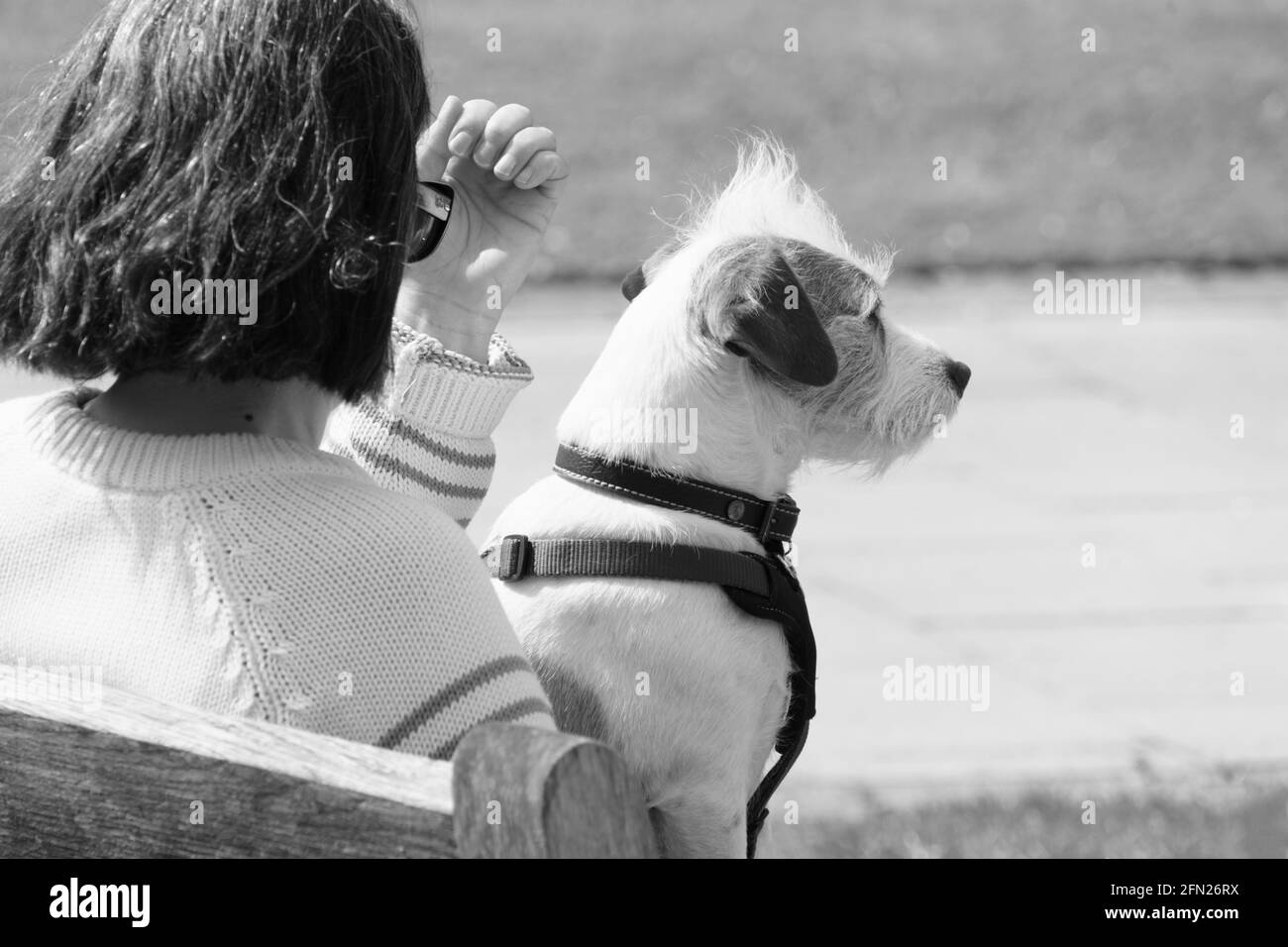 Jack Russell Terrier sitting on the owner's knees on a park seat, Harrogate, North Yorkshire, England, UK. Stock Photo