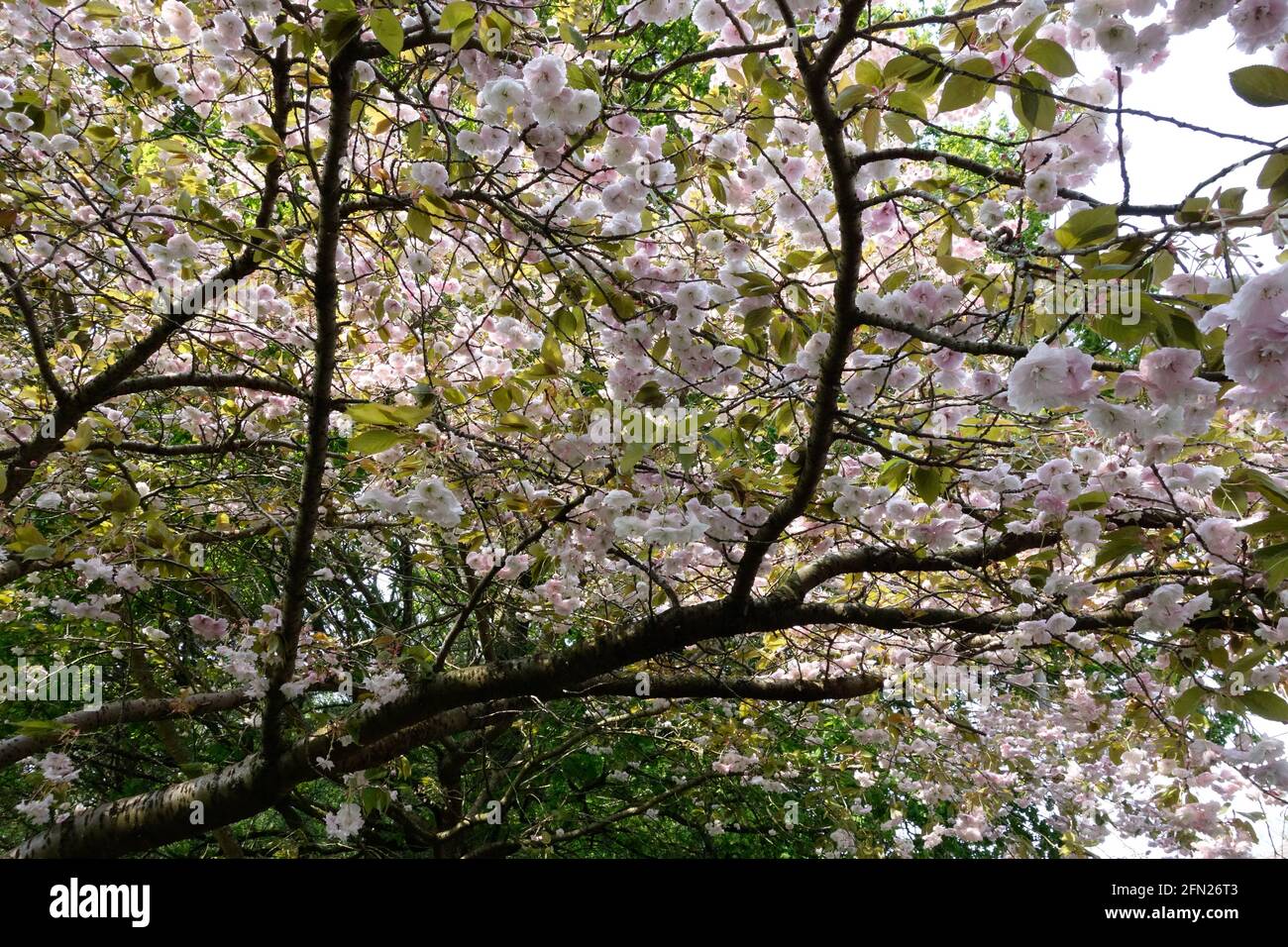 Overhanging branch hi-res stock photography and images - Alamy