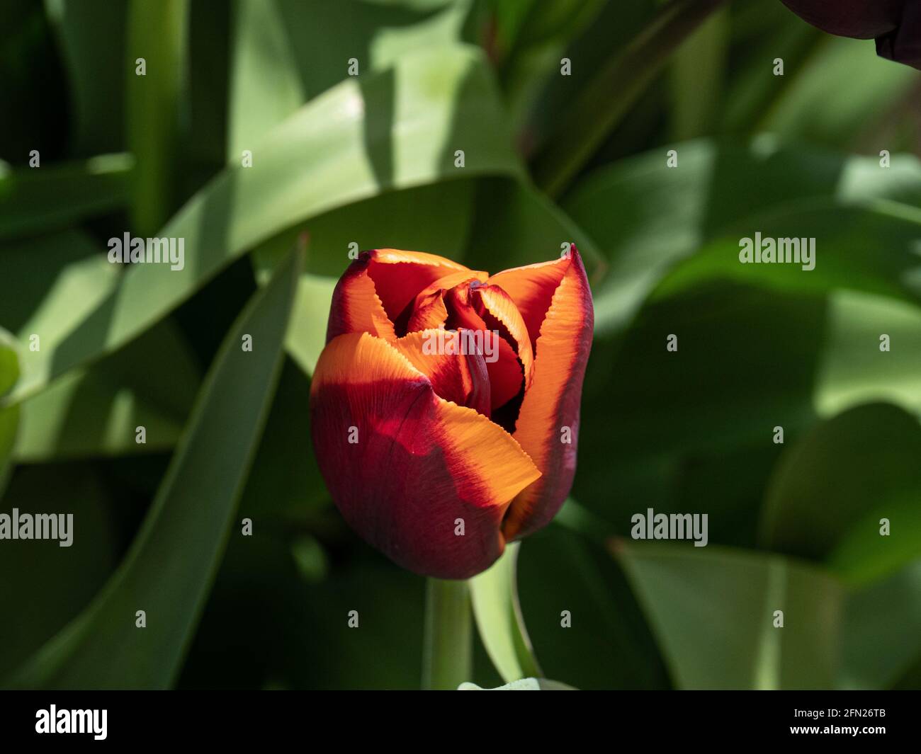 A close up of a single burgundy and copper flower of Tulip Slawa Stock Photo