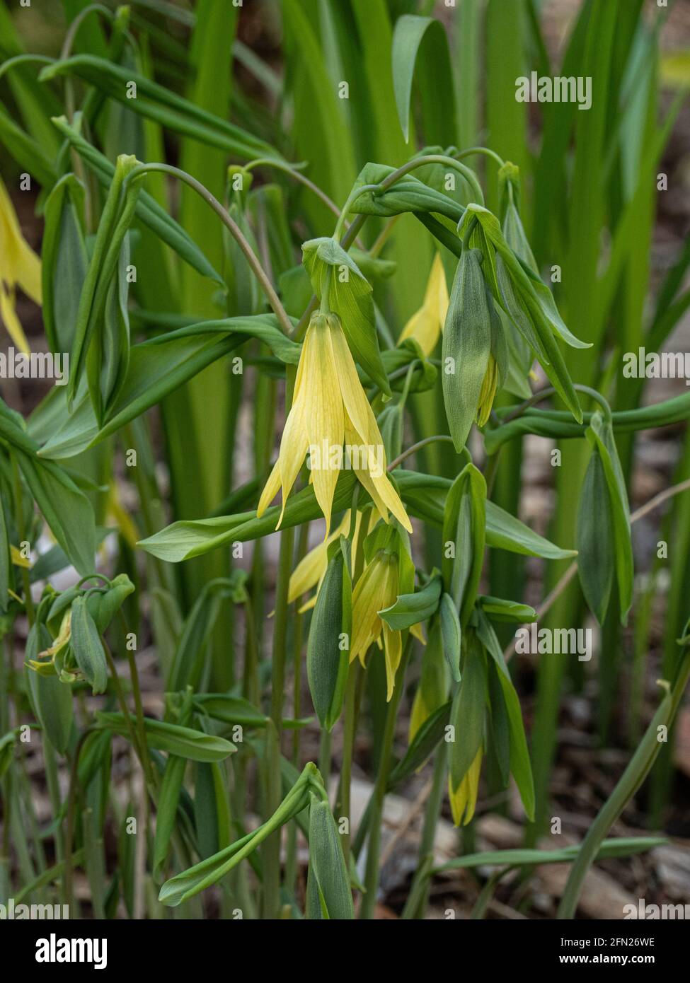 A clump of the upright green foliage and hanging pale yellow bells of Uvlaria perfoliata taller form Stock Photo