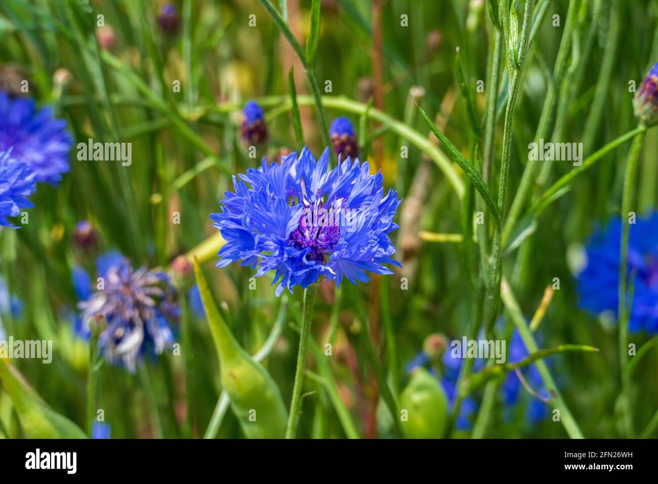 Blaue Kornblume, cyanus segetum, am Rande eines Getreide Feld Stock Photo