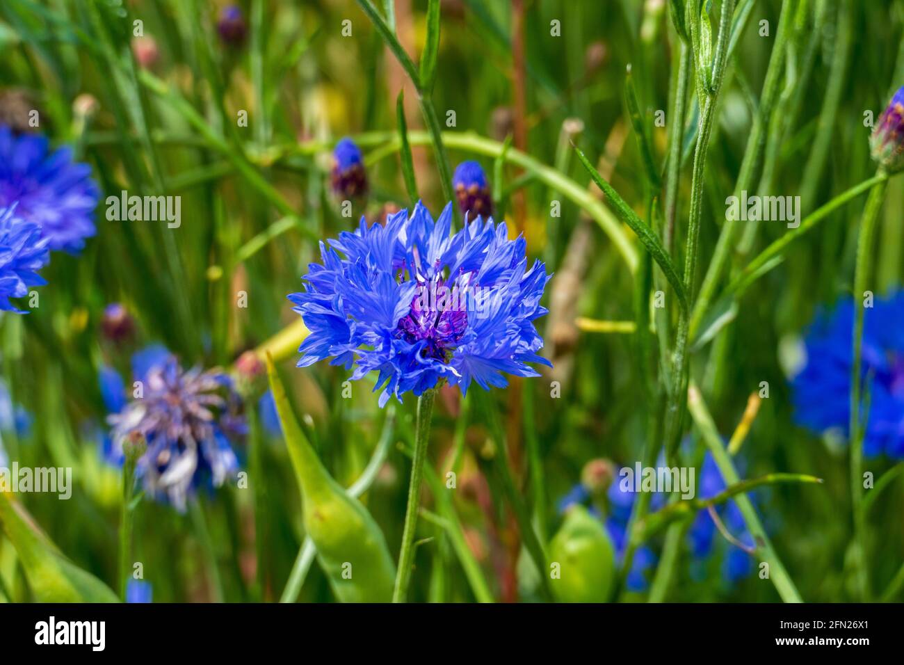 Blaue Kornblume, cyanus segetum, am Rande eines Getreide Feld Stock Photo