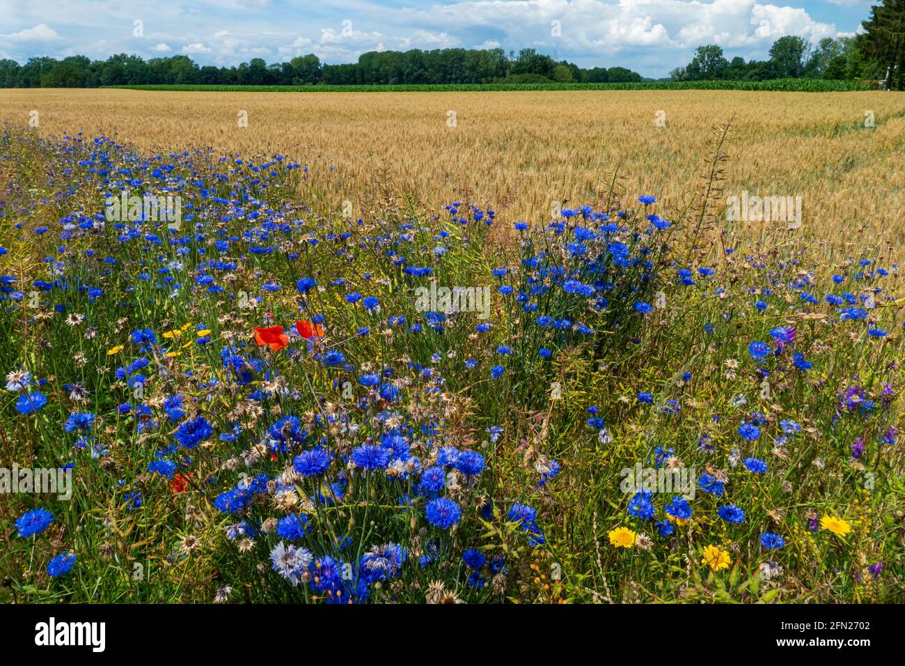 Blaue Kornblume, cyanus segetum, und roter Klatsch Mohn am Rande eines Getreide Feld Stock Photo