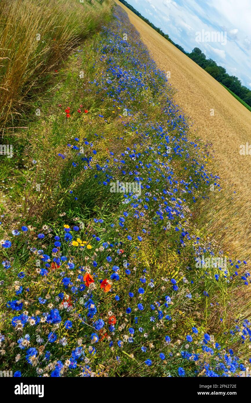 Blaue Kornblume, cyanus segetum, und roter Klatsch Mohn am Rande eines Getreide Feld Stock Photo