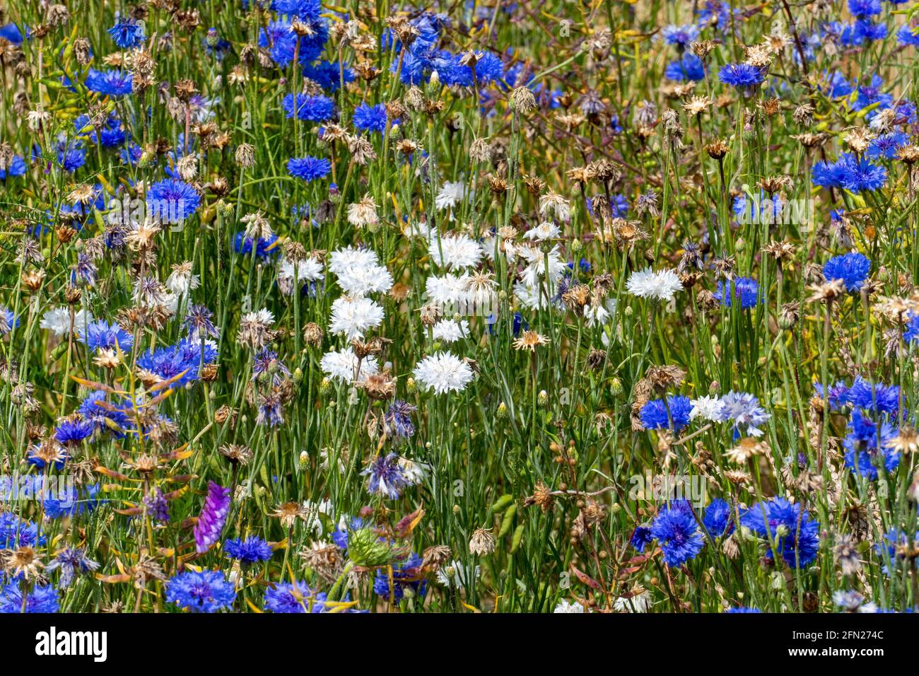 Blaue und weiße Kornblumen, cyanus segetum,  am Rande eines Getreide Feld Stock Photo