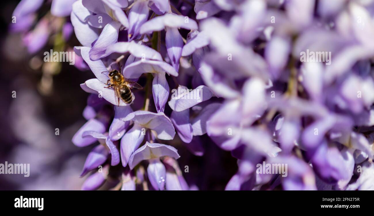 European honey bee foraging for nectar on wisteria, Honey bee collecting nectar, Biene sammelt Nektar auf lila Wistarie Stock Photo
